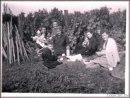 pause weinlese 1950