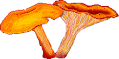 pfifferlinge