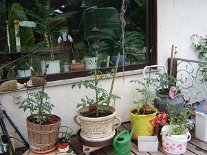 tomatenpflanzen