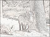 036bleistiftzeichnung