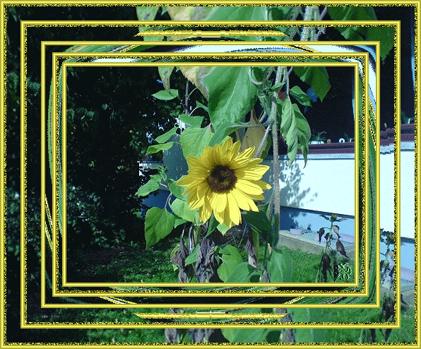 sommer2007