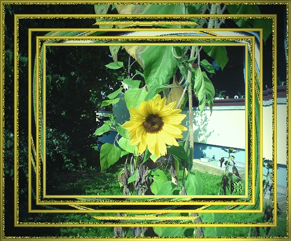 sommer2007
