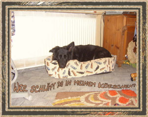 mein enkelhund