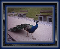 pfau